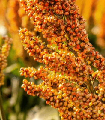 A-closeup-of-a-stalk-of-sorghum-in-a-field-scaled-e1663349822318 (1)