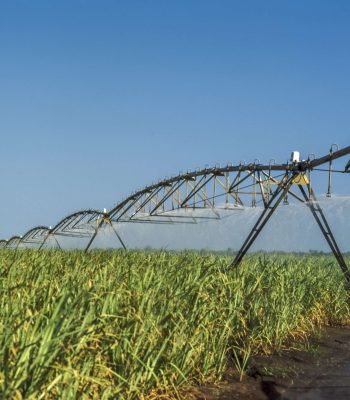 Sugarcane field being irrigated in Mamanguape, Paraíba, Brazil.
