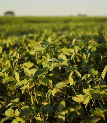 A selective focus shot of a green plant in the field
