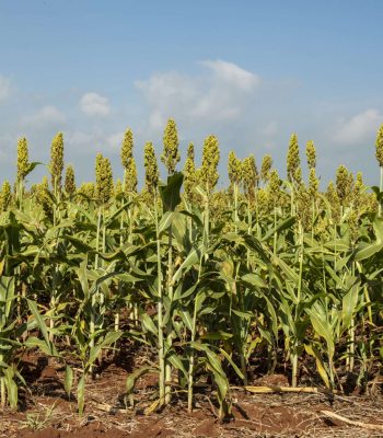 Sorghum plantation on a sunny day in Brazil.