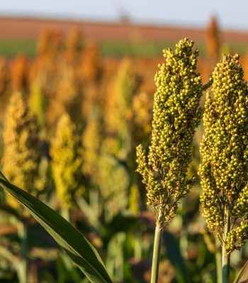 sorghum plantation in sunny day.